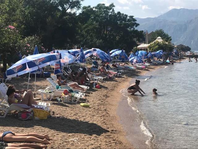 Nikola Kotor